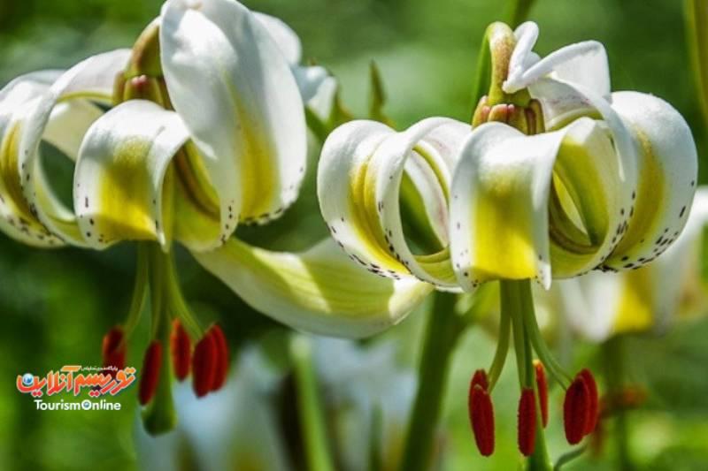 سوسن چلچراغ