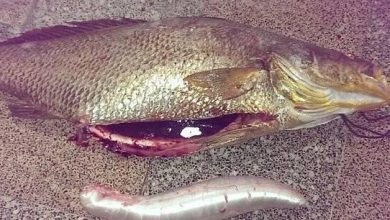  صید میش‌ماهی