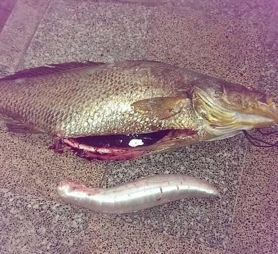 صید میشماهی