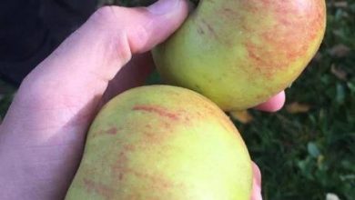 کشت سلول‌های گیاهی