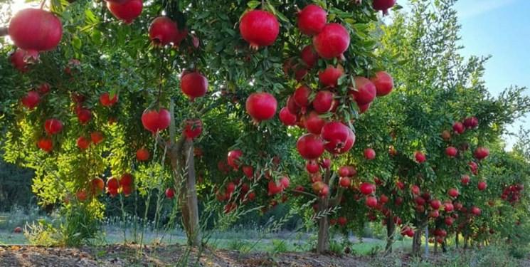 انار گوشه شهنشاه