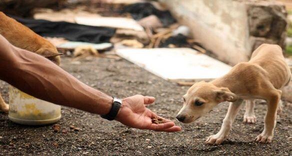 حیوانات ولگرد