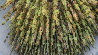 انگور هزاوه