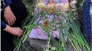 گل غلتان روستای کراده