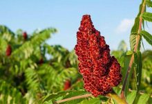 برداشت سماق