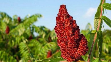 برداشت سماق