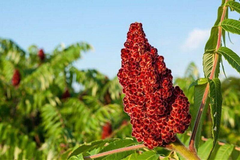 برداشت سماق