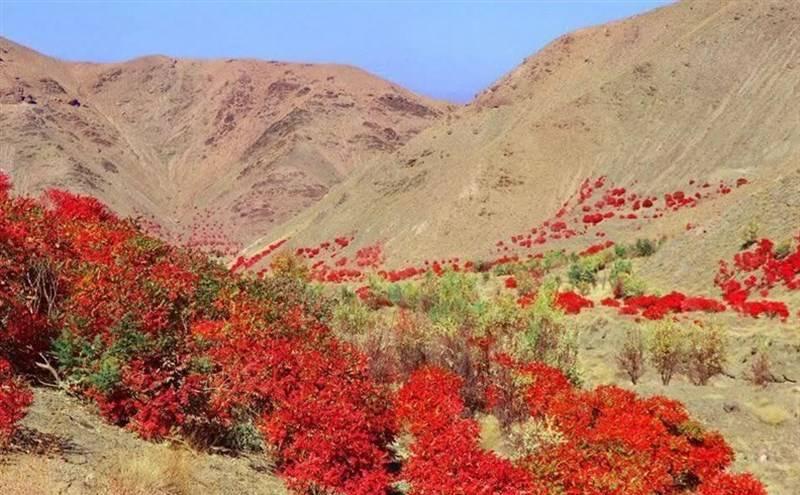 برداشت سماق