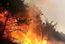 جنگل‌های هیرکانی