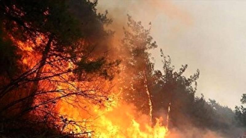 جنگل‌های هیرکانی