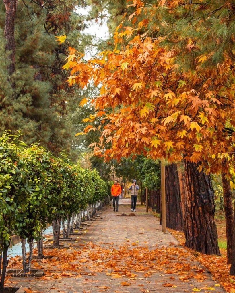 پاییز در کوچه باغ های شیراز