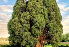 سرو ابرکوه یزد