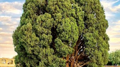 سرو ابرکوه یزد