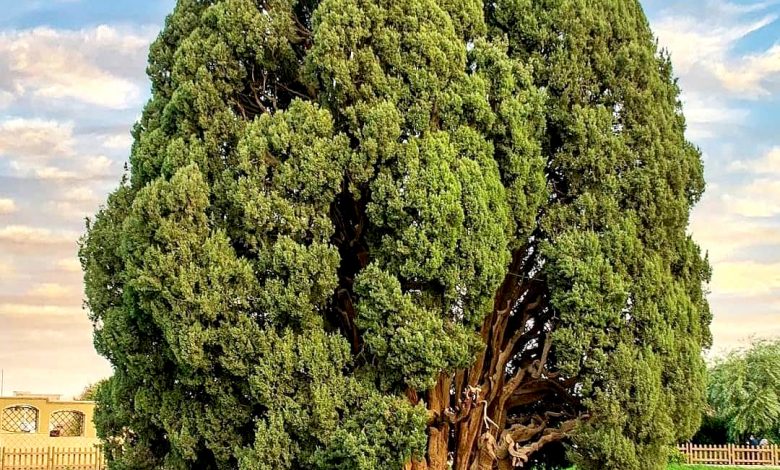 سرو ابرکوه یزد