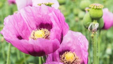 شقایق الیفرا