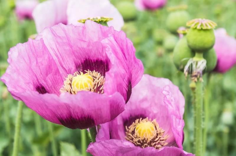 شقایق الیفرا