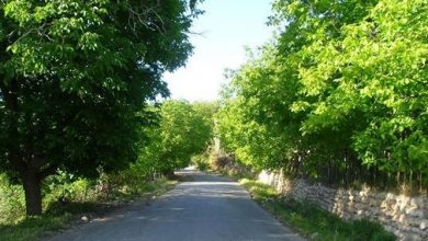 زردآلو آباد