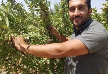 سودآوری درخت بادام