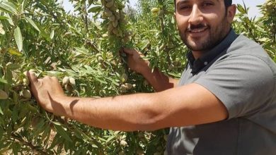 سودآوری درخت بادام