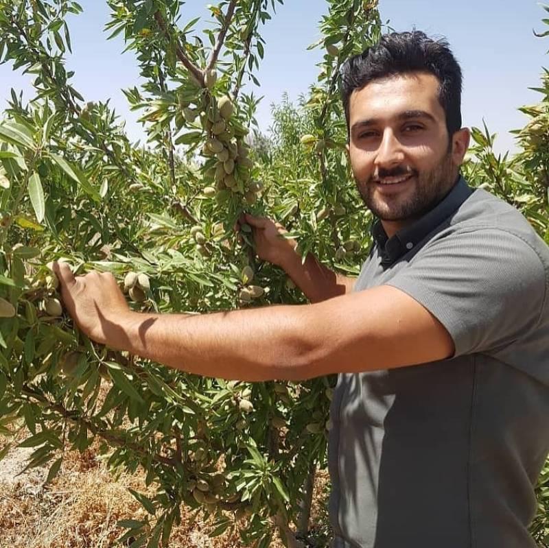 سودآوری درخت بادام