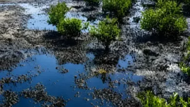آلودگی نفتی